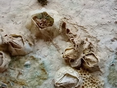 Austrominius modestus