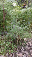 Prostanthera violacea