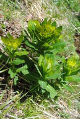 Euphorbia hyberna