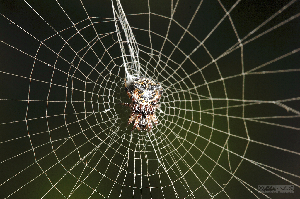 Round Web Decorator