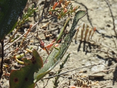 Mantis religiosa