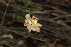 Moraea gawleri