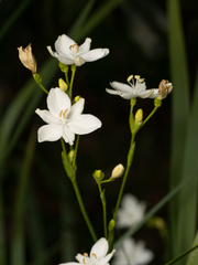 Libertia paniculata
