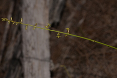 Stackhousia muricata