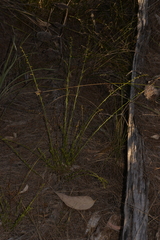 Stackhousia muricata