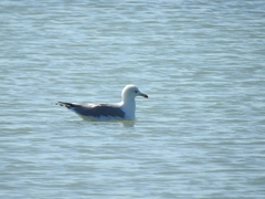 Larus michahellis