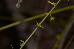 Stackhousia muricata