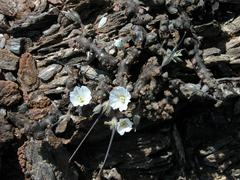 Monsonia multifida