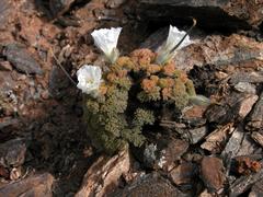 Monsonia multifida