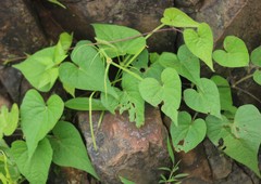 Ipomoea clarkei
