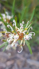 Grevillea linearifolia