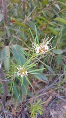 Grevillea linearifolia