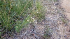 Grevillea linearifolia