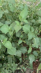 Solanum nigrum