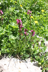 Pedicularis nordmanniana