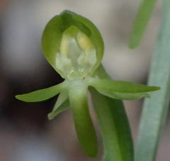Habenaria arenaria