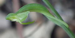Habenaria arenaria