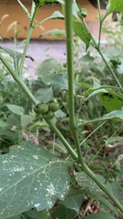 Solanum nigrum