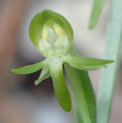 Habenaria arenaria