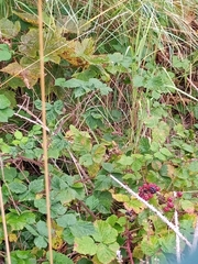 Rubus