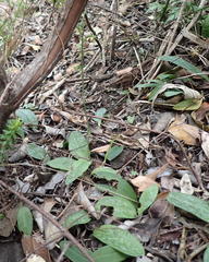 Habenaria arenaria