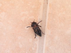 Capnodis tenebricosa