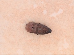 Capnodis tenebricosa