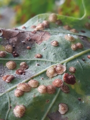 Neuroterus quercusbaccarum