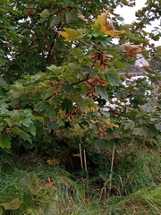 Acer pseudoplatanus