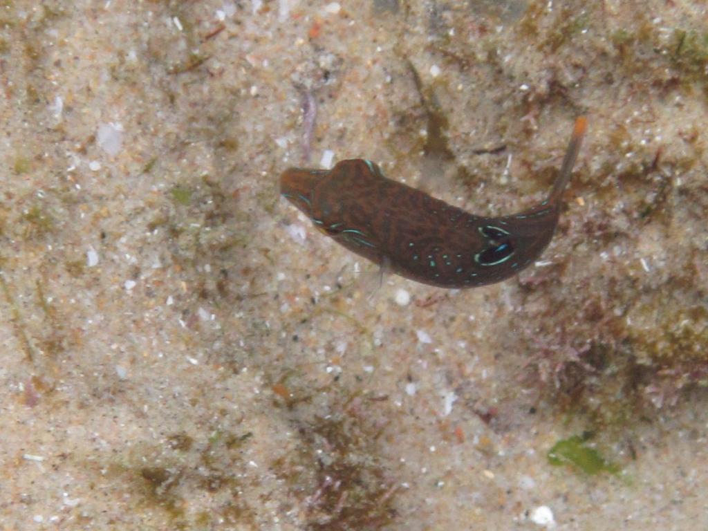 Bennett's sharpnose puffer