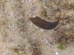 Canthigaster bennetti