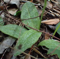 Habenaria arenaria