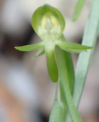 Habenaria arenaria