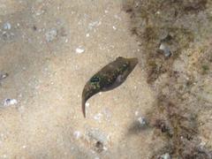 Canthigaster bennetti
