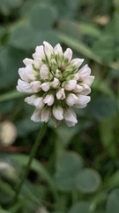 Trifolium repens