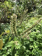 Ocimum gratissimum
