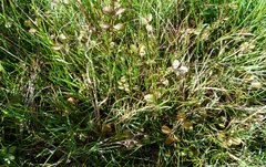 Argentina anserinoides