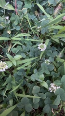 Trifolium repens
