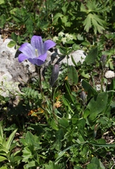 Campanula tridentata