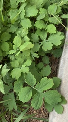 Chelidonium majus