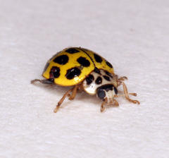 Psyllobora variegata