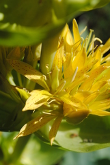 Gentiana