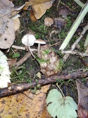 Baeospora