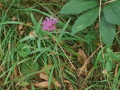 Centaurea rhaetica