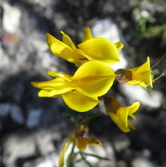 Wiborgiella mucronata