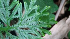 Selaginella doederleinii