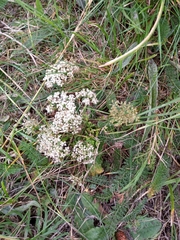Daucus carota