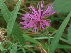Centaurea rhaetica