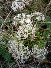 Daucus carota
