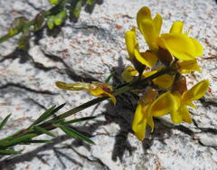 Wiborgiella mucronata